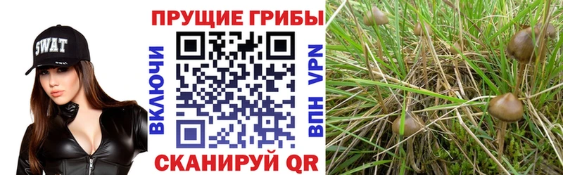 Галлюциногенные грибы Cubensis  Нарткала 